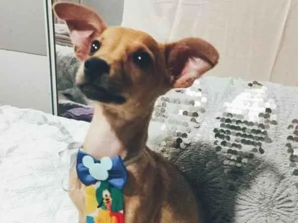 Cachorro ra a SRD-ViraLata idade 2 a 6 meses nome Apolo