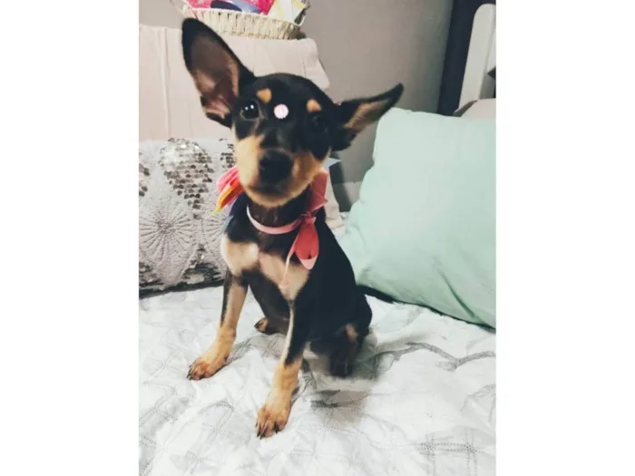 Cachorro ra a SRD-ViraLata idade 2 a 6 meses nome Atena