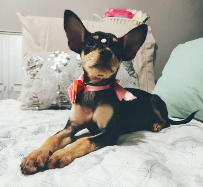 Cachorro ra a SRD-ViraLata idade 2 a 6 meses nome Atena