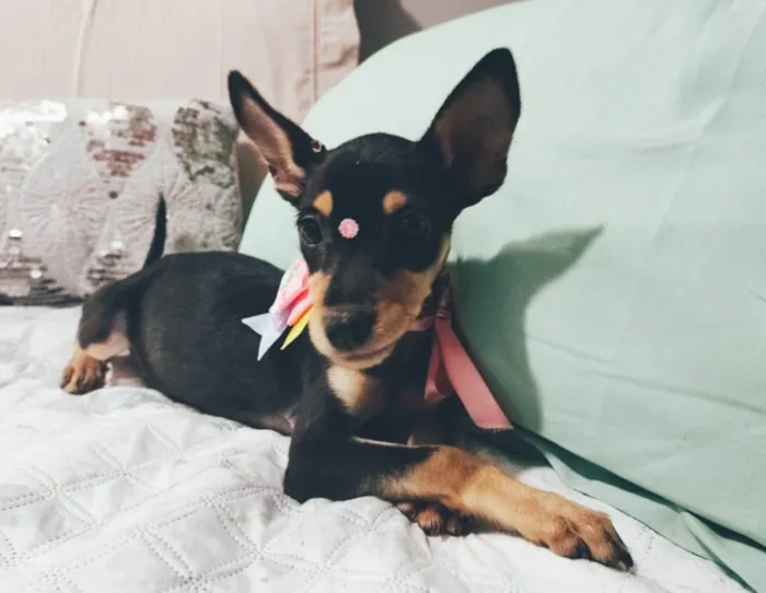 Cachorro ra a SRD-ViraLata idade 2 a 6 meses nome Atena