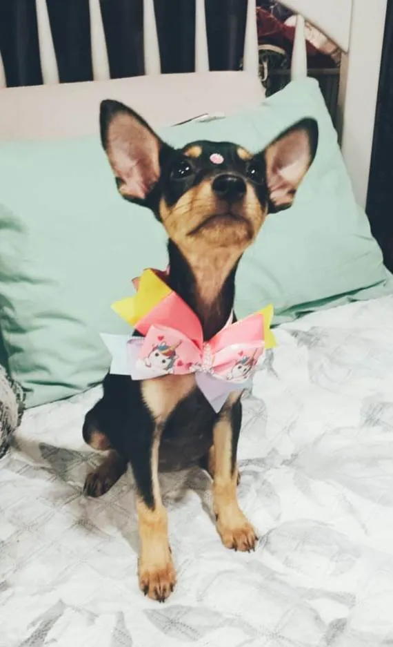 Cachorro ra a SRD-ViraLata idade 2 a 6 meses nome Atena