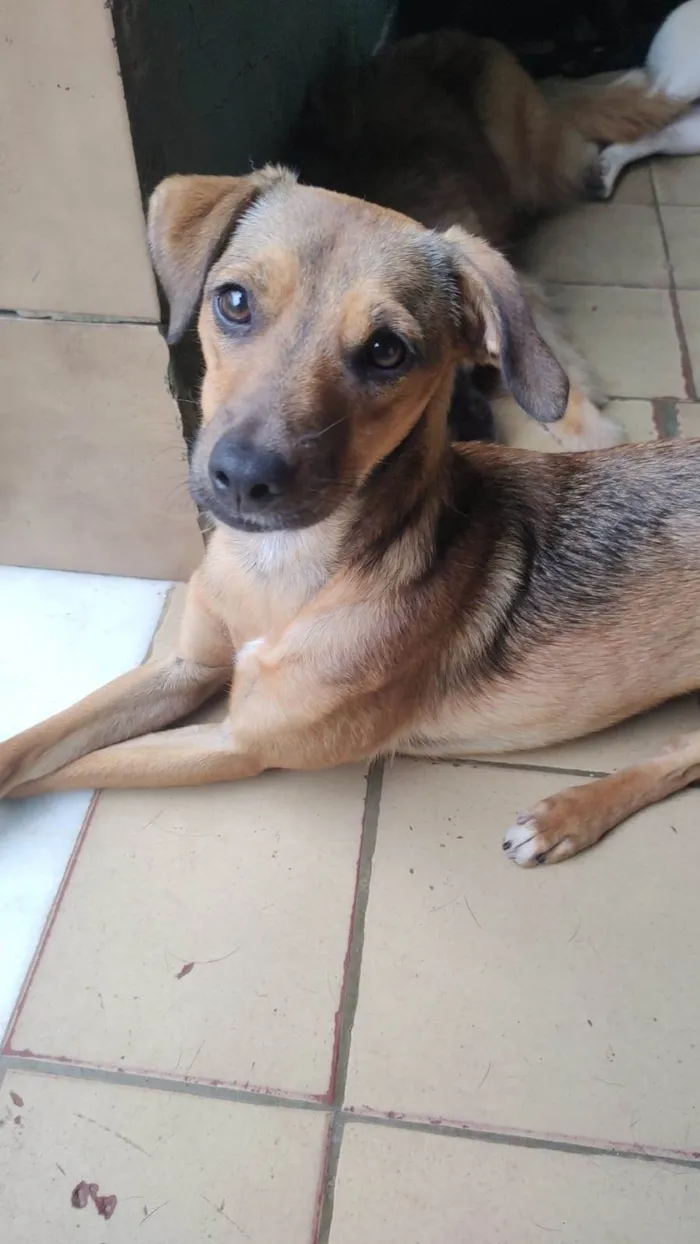 Cachorro ra a SRD-ViraLata idade 1 ano nome Dolly