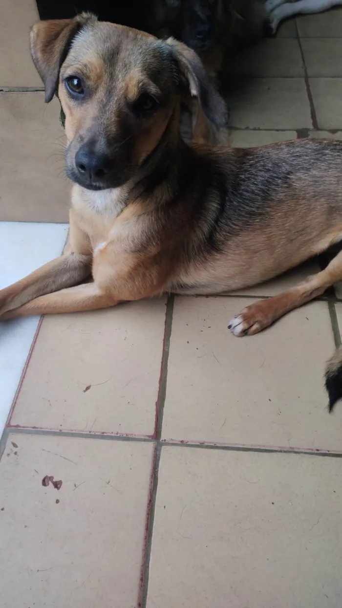 Cachorro ra a SRD-ViraLata idade 1 ano nome Dolly