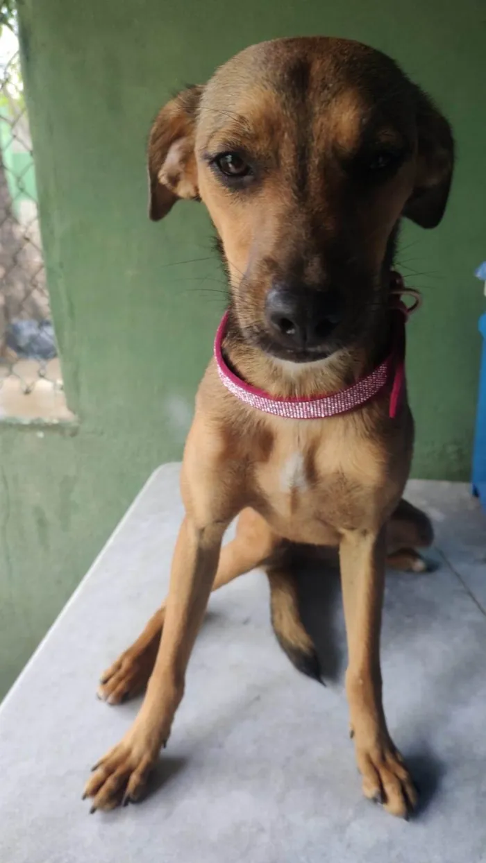 Cachorro ra a SRD-ViraLata idade 1 ano nome Dolly