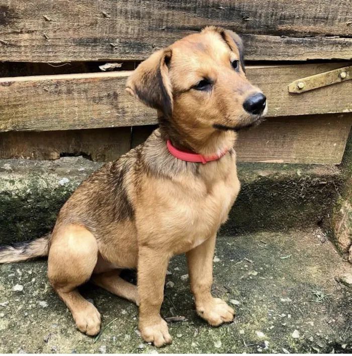 Cachorro ra a SRD-caramel idade 2 a 6 meses nome Melissa