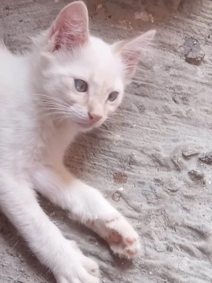 Gato ra a  idade  nome Aurora e Babi
