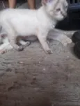Aurora e Babi