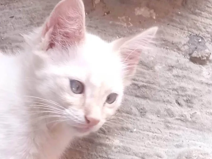 Gato ra a  idade  nome Aurora e Babi