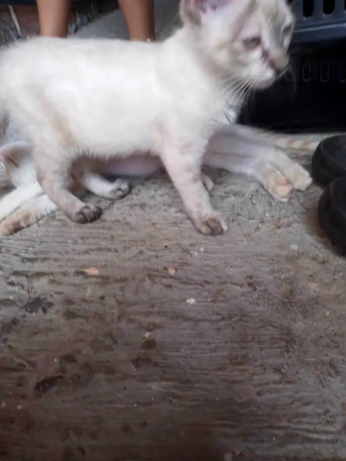 Gato ra a  idade  nome Aurora e Babi