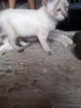 Aurora e Babi