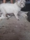 Aurora e Babi