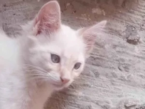 Gato raça  idade  nome Aurora e Babi