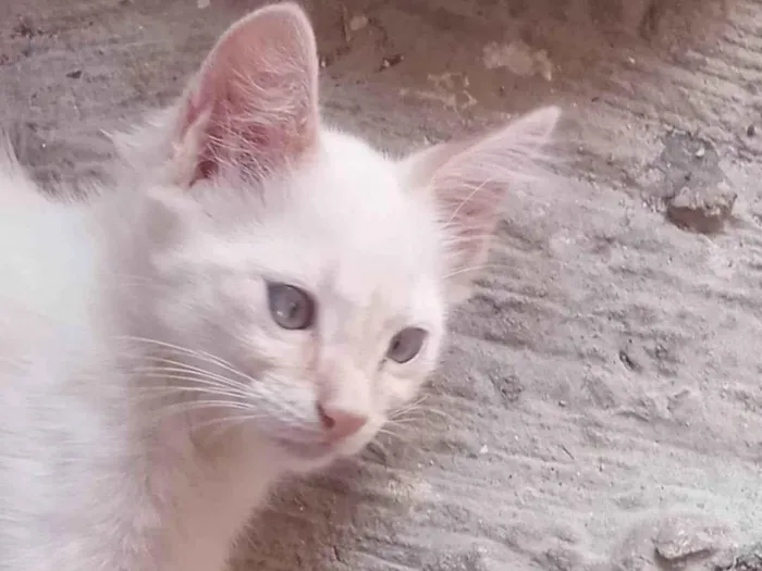 Gato ra a  idade  nome Aurora e Babi