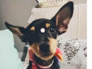 Cachorro raça SRD-ViraLata idade 2 a 6 meses nome Atena