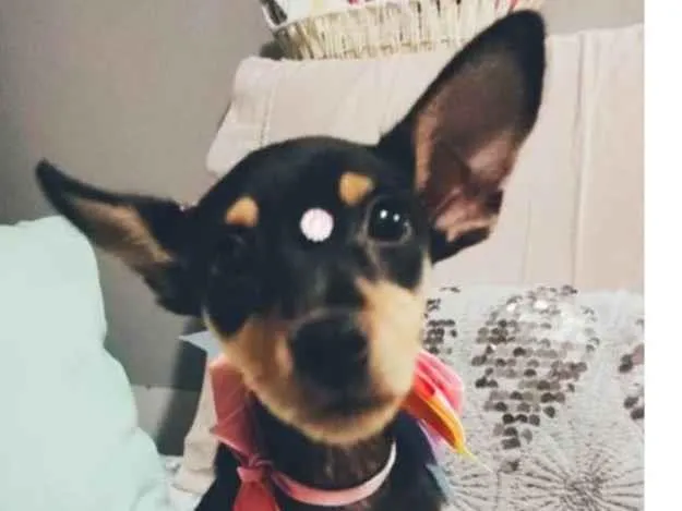Cachorro ra a SRD-ViraLata idade 2 a 6 meses nome Atena