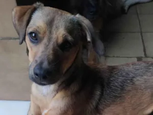 Cachorro raça SRD-ViraLata idade 1 ano nome Dolly