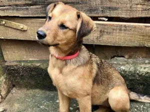 Cachorro raça SRD-caramel idade 2 a 6 meses nome Melissa