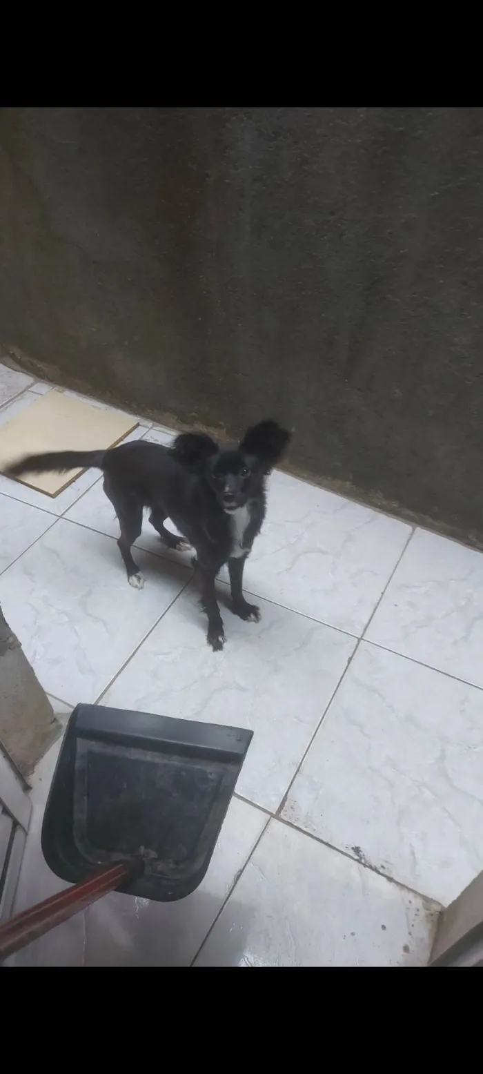 Cachorro ra a SRD-ViraLata idade 1 ano nome Luna