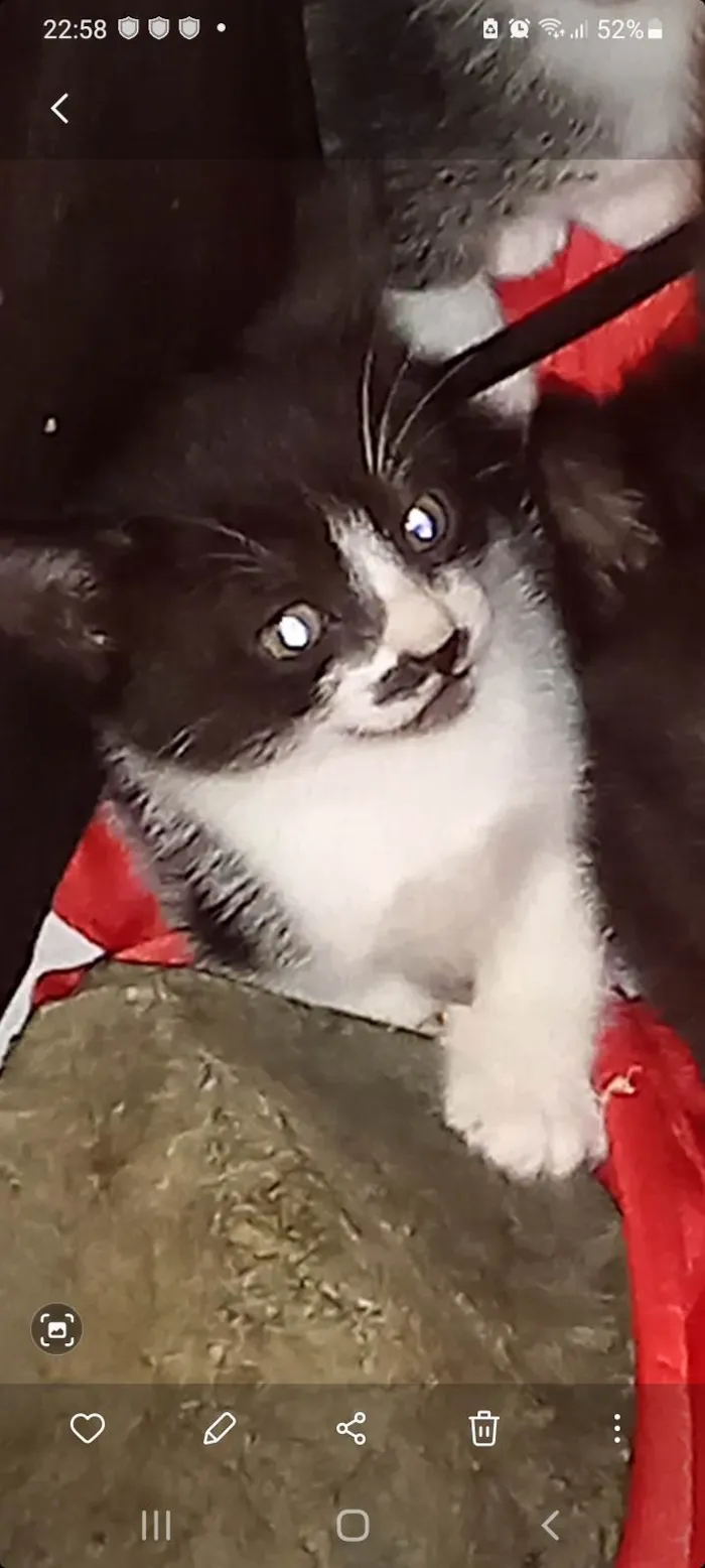 Gato ra a Srd idade Abaixo de 2 meses nome Fofinha