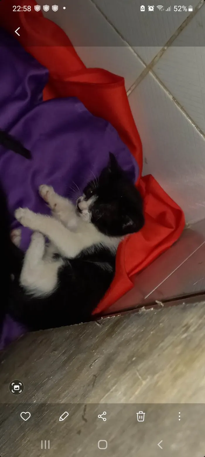 Gato ra a Srd idade Abaixo de 2 meses nome Fofinha