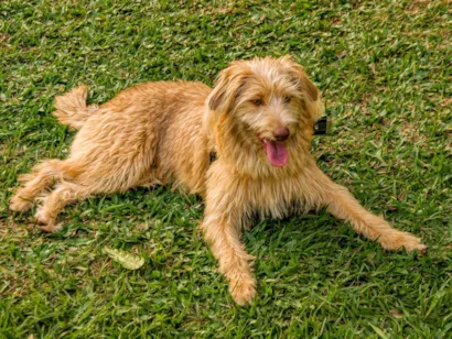 Cachorro raça Indefinida idade 2 anos nome Pandora