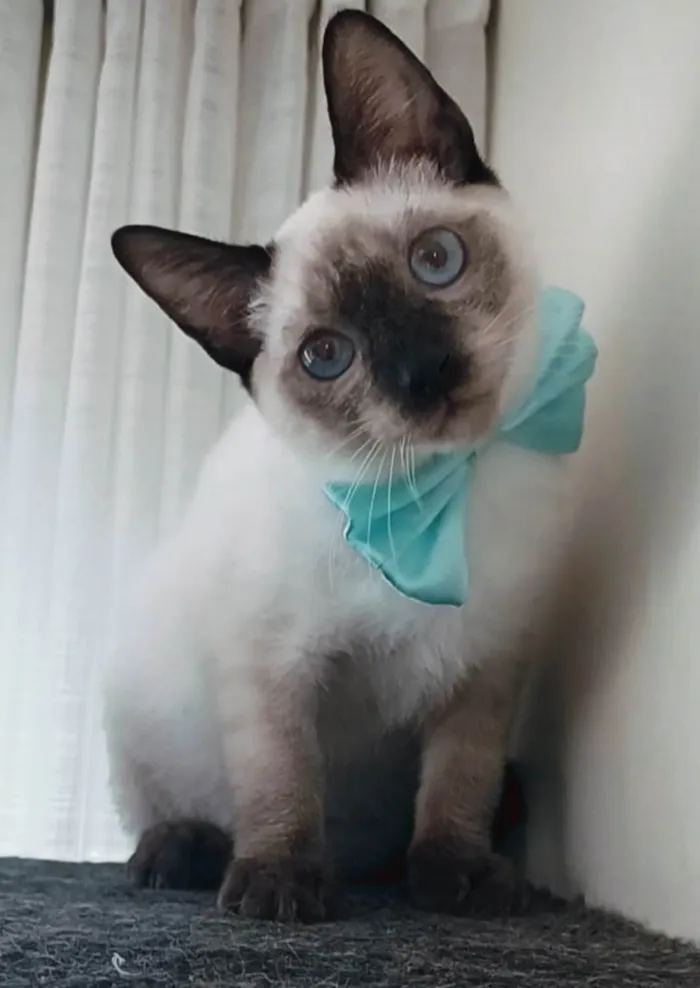 Gato ra a srd "sialata" idade 7 a 11 meses nome LION