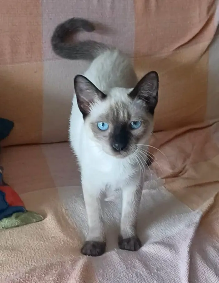 Gato ra a srd "sialata" idade 7 a 11 meses nome LION
