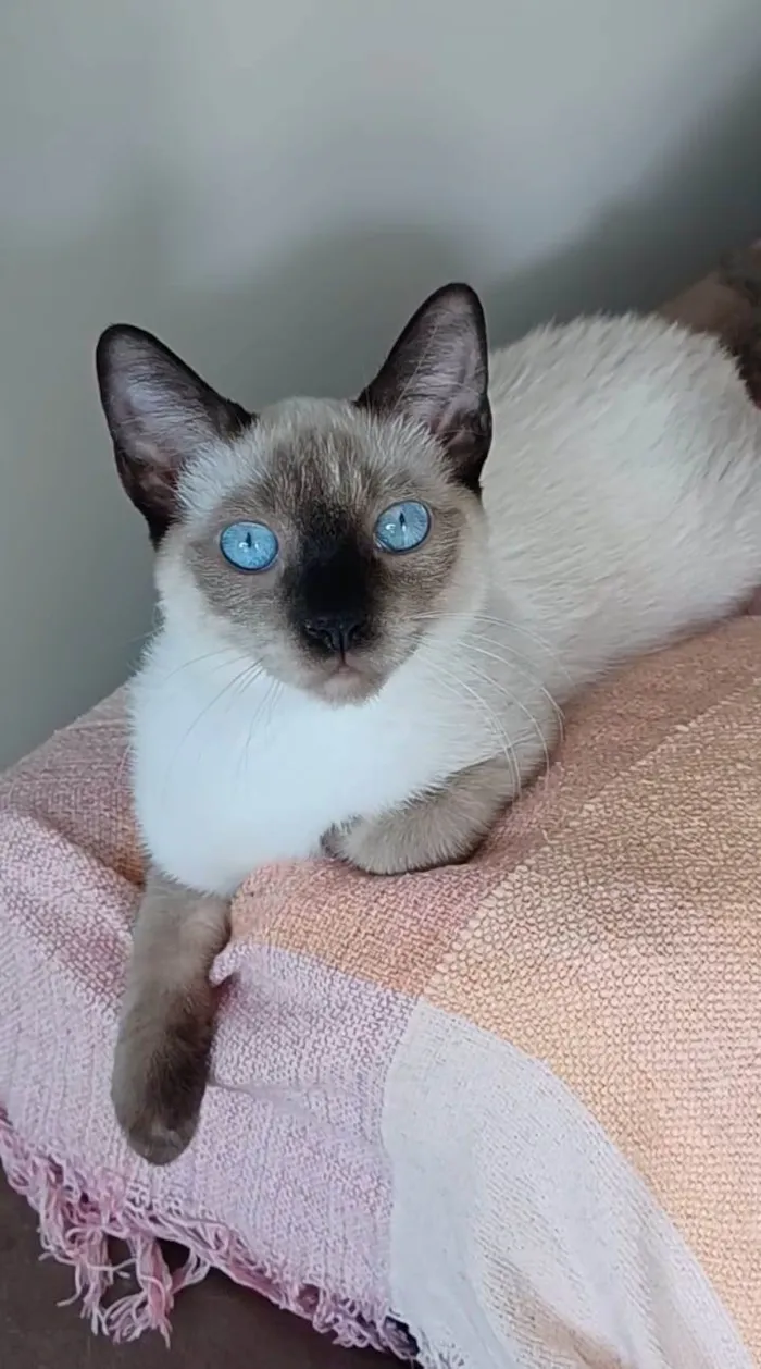 Gato ra a srd "sialata" idade 7 a 11 meses nome LION