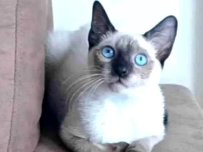 Gato ra a srd "sialata" idade 7 a 11 meses nome LION