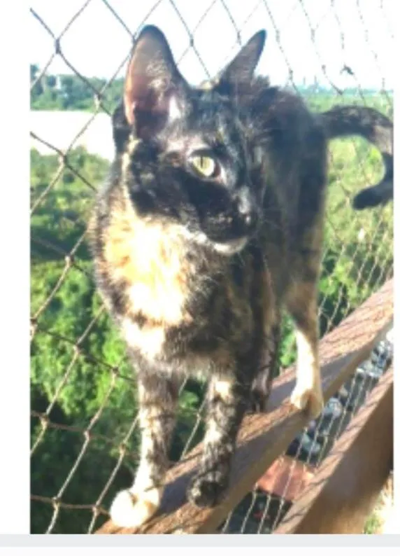 Gato ra a srd escaminha  idade 6 ou mais anos nome MEG