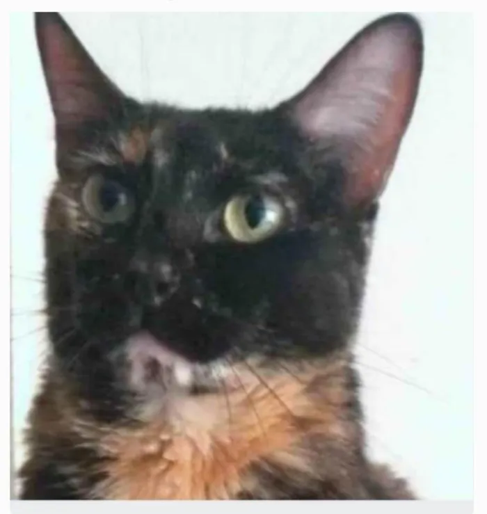 Gato ra a srd escaminha  idade 6 ou mais anos nome MEG