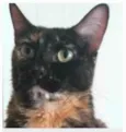MEG