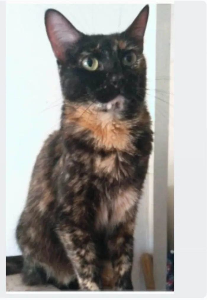 Gato ra a srd escaminha  idade 6 ou mais anos nome MEG