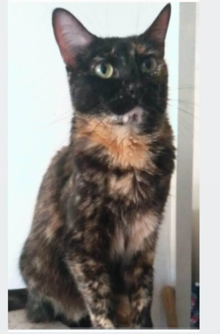 Gato ra a srd escaminha  idade 6 ou mais anos nome MEG