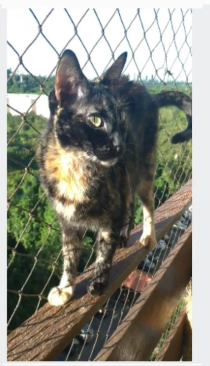 Gato ra a srd escaminha  idade 6 ou mais anos nome MEG