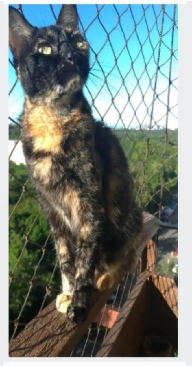 Gato ra a srd escaminha  idade 6 ou mais anos nome MEG