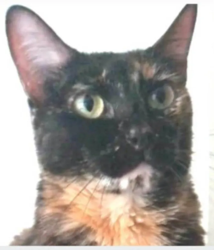 Gato ra a srd escaminha  idade 6 ou mais anos nome MEG