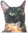 MEG