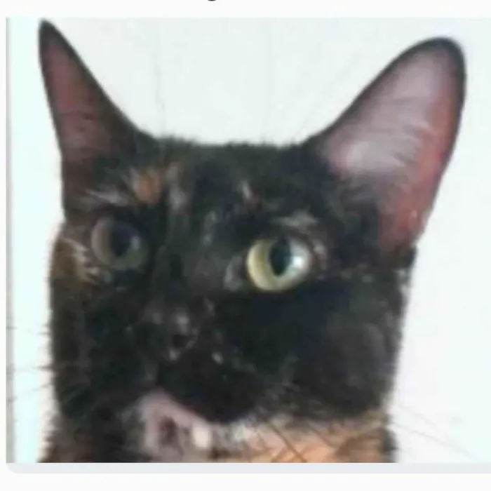Gato ra a srd escaminha  idade 6 ou mais anos nome MEG