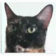 MEG