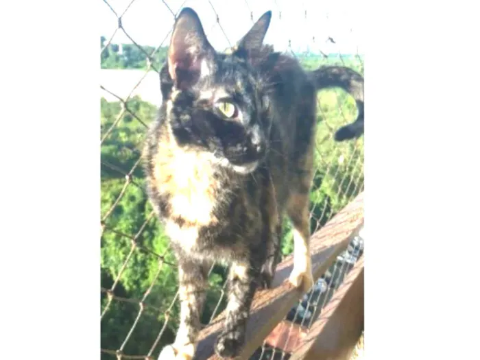 Gato ra a srd escaminha  idade 6 ou mais anos nome MEG