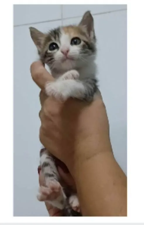 Gato ra a srd idade 2 a 6 meses nome LIZ