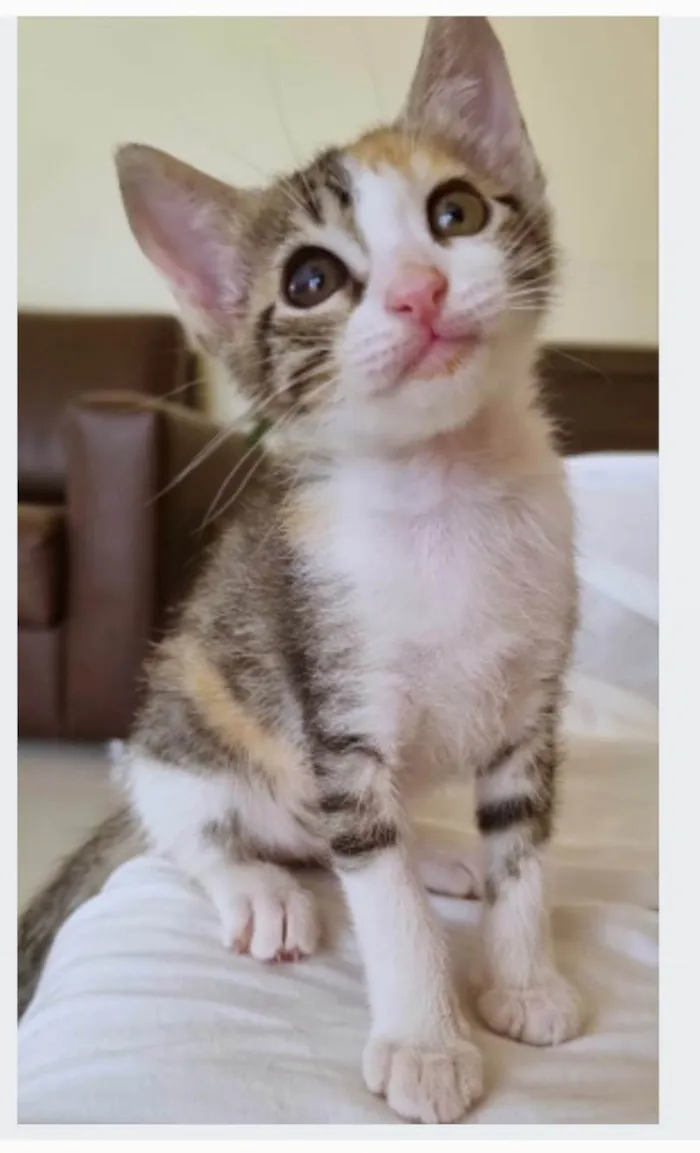 Gato ra a srd idade 2 a 6 meses nome LIZ