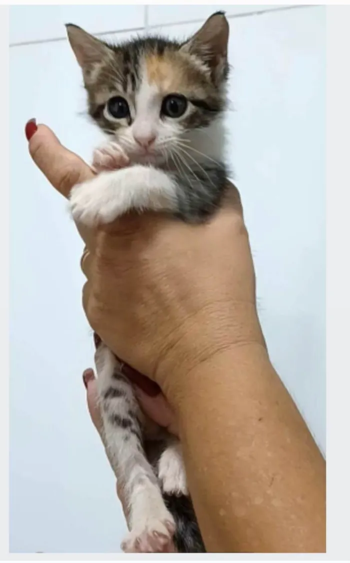 Gato ra a srd idade 2 a 6 meses nome LIZ