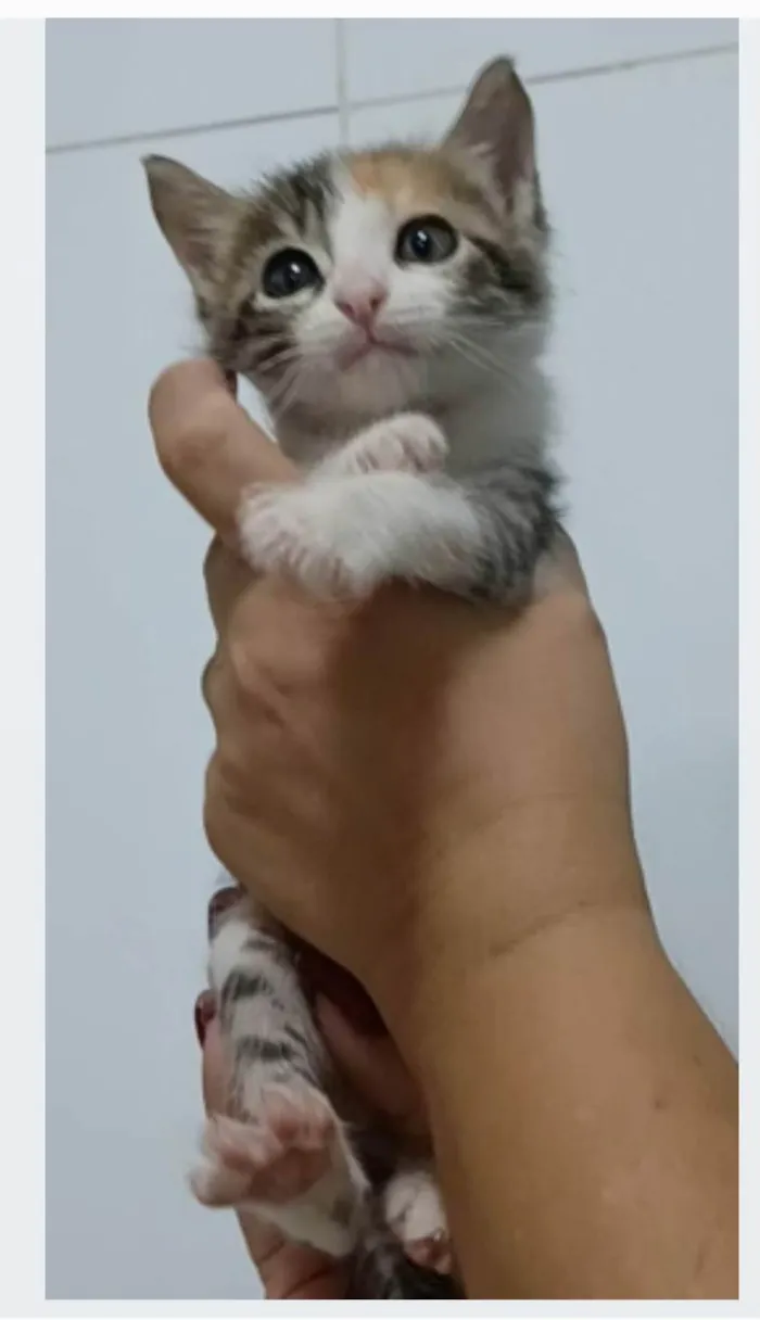 Gato ra a srd idade 2 a 6 meses nome LIZ