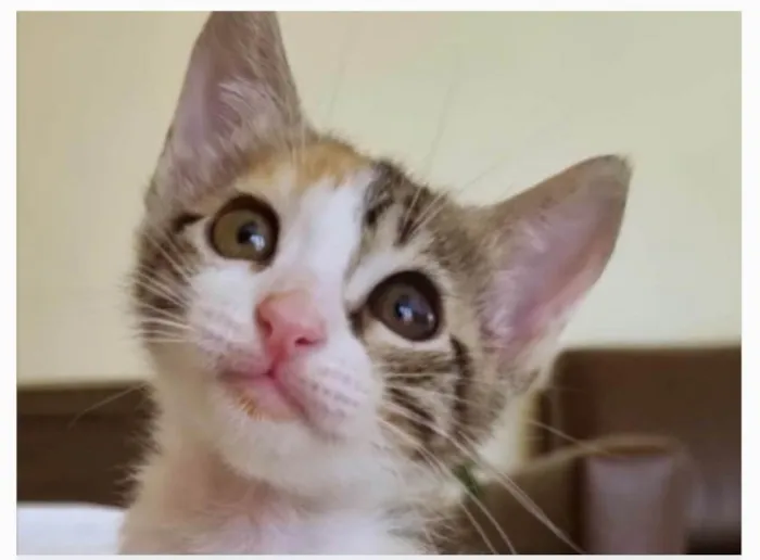 Gato ra a srd idade 2 a 6 meses nome LIZ
