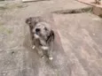 Scoobidu