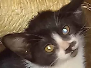 Gato raça Srd idade Abaixo de 2 meses nome Fofinha