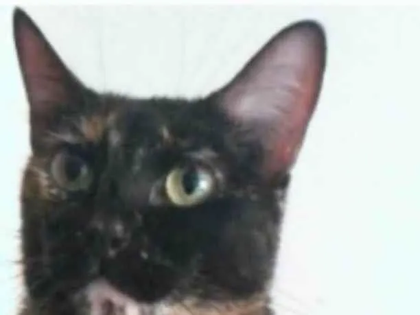 Gato ra a srd escaminha  idade 6 ou mais anos nome MEG