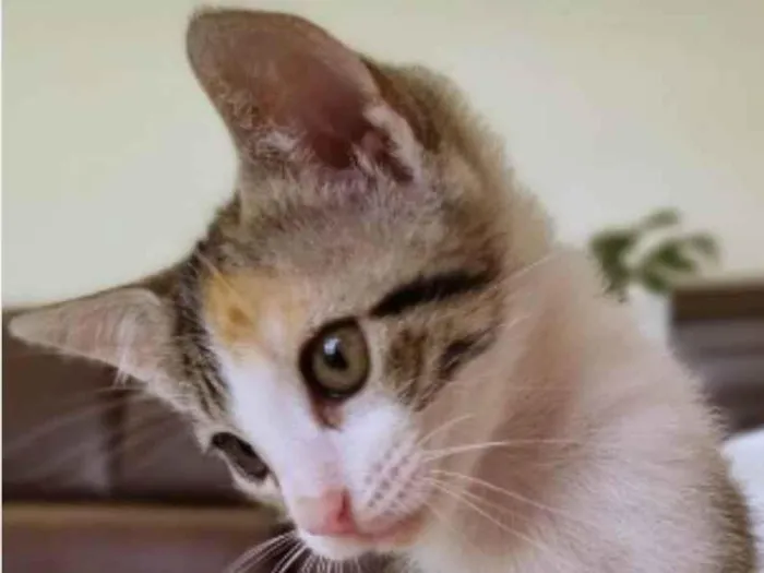 Gato ra a srd idade 2 a 6 meses nome LIZ